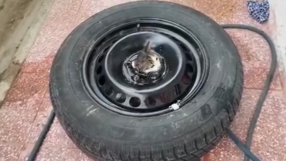cankirida stepneye sikisan yavru kedi kurtarildi RAZigObj.jpg