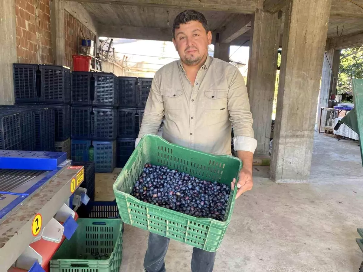 manisada 2025 zeytin hasadi basladi kalite ve fiyatlar ureticiyi sevindiriyor XuE3GZHh.jpg