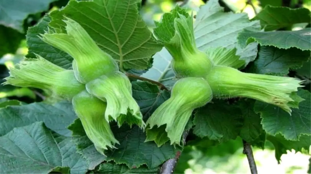 duzceden ab ulkelerine 15 bin ton findik ihracati Z4uPCBEN.jpg