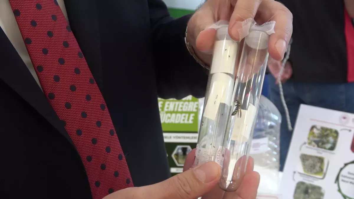 samuray arilari ile kahverengi kokarca mucadelesi 6bhm1DKR.jpg